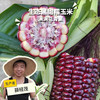 生态黑甜糯玉米 | 合作生产* Eco-corn | Partner Production 商品缩略图0