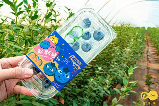 云南蓝莓新鲜上市 商品图4