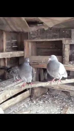 鸽子（预定专属 今天定明天到  当天现货结束请拍这里） 商品图3