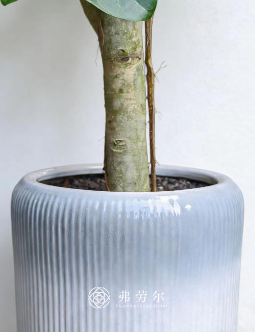 孟加拉榕① 商品图2