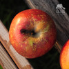 有机真的丑红富士苹果 | 合作生产 Organic-real ugly Fuji apple | Coproduction 商品缩略图2