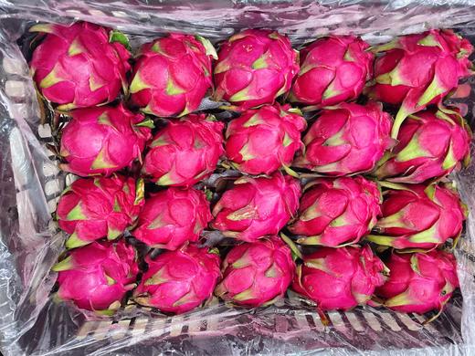 红心火龙果4个 商品图1