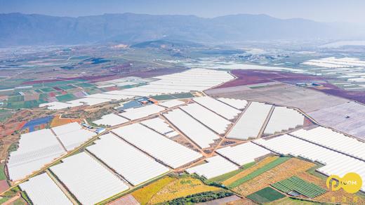 云南蓝莓新鲜上市 商品图3