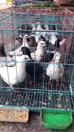 鸽子（预定专属 今天定明天到  当天现货结束请拍这里） 商品图2