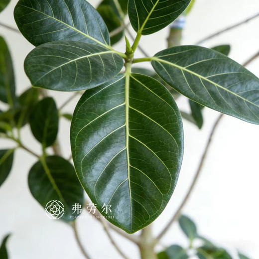 孟加拉榕① 商品图1