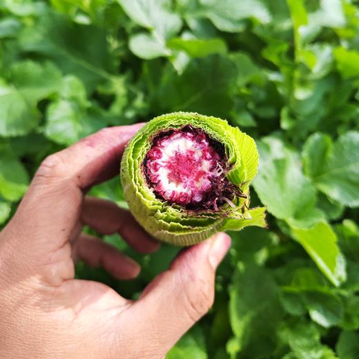 生态黑甜糯玉米 | 合作生产* Eco-corn | Partner Production 商品图2