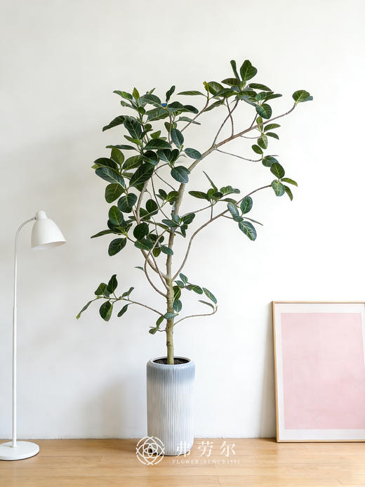 孟加拉榕① 商品图0