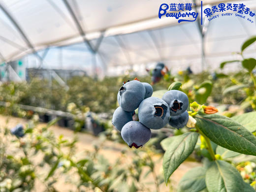 云南蓝莓新鲜上市 商品图1