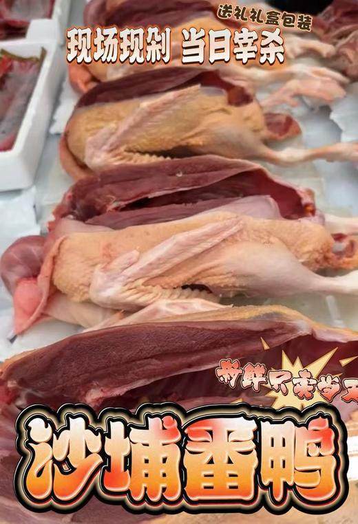沙浦番鸭 新鲜宰杀的番鸭杀完约5斤多6斤左右鸭肉同城配 商品图0