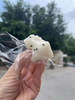 瓜子糕（预定专属 今天定明天到  当天现货结束请拍这里） 商品缩略图1