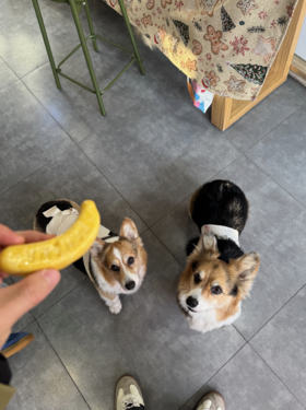 妮娜厨房 宠物鲜食 宠物香蕉 猫狗通用