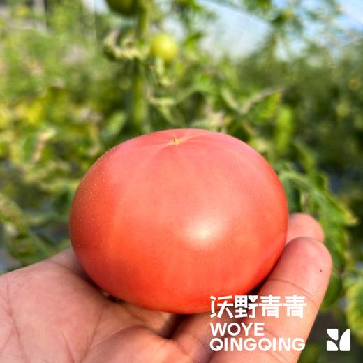 【同行精选】有机老品种西红柿3斤/4.5斤   籽粒饱满  味道浓郁   酸甜可口（适合做菜） 商品图4