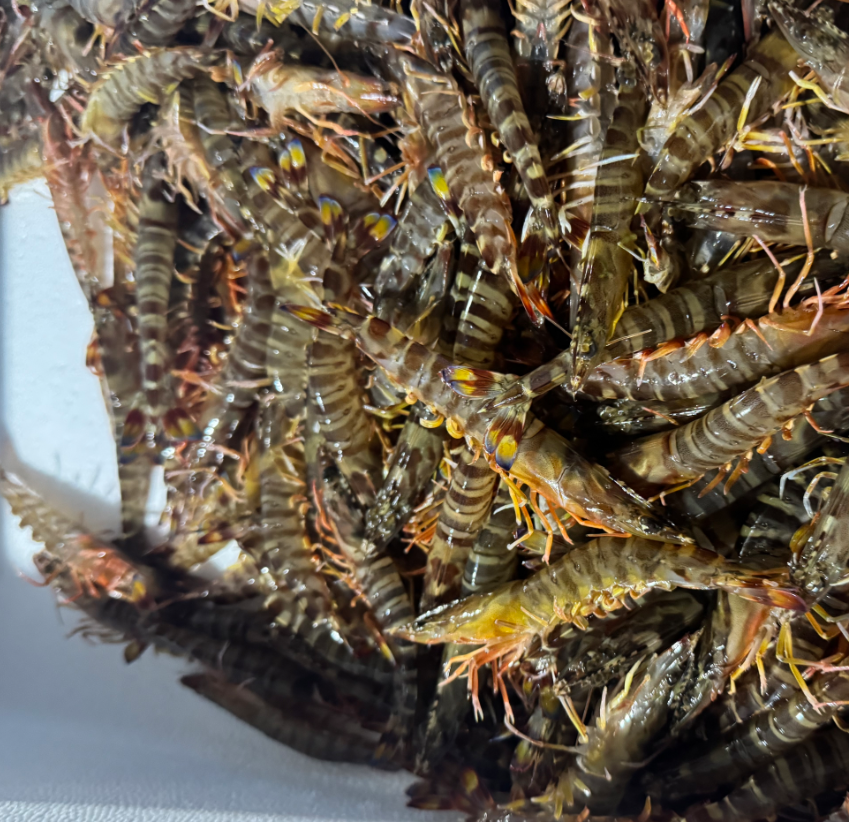 【周六到】鲜活充氧基围虾 250-300克/箱 到家后存活率70%左右