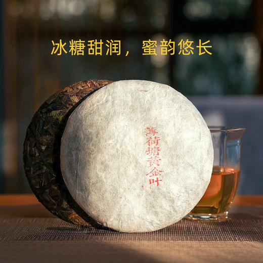 薄荷塘古树黄金叶｜2021年，冰糖甜润，蜜韵悠长，懂茶人的高性价比臻藏（200克） 商品图0