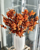【年花】迎客豆  干花    红色/橙色 若干枝/扎 商品缩略图4
