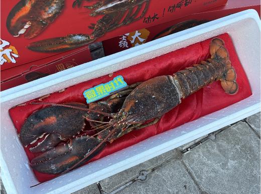 波士顿龙虾礼盒 商品图2