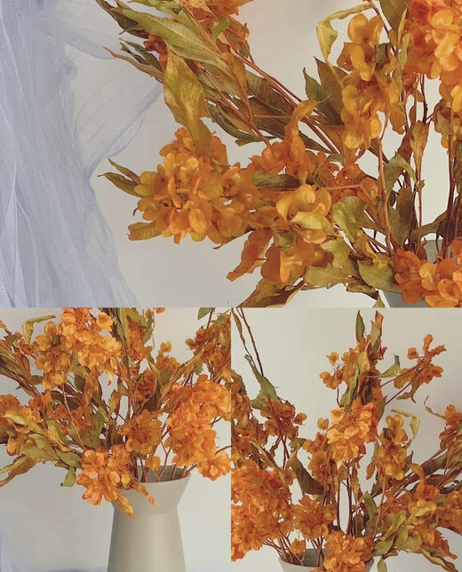 【年花】迎客豆  干花    红色/橙色 若干枝/扎 商品图5