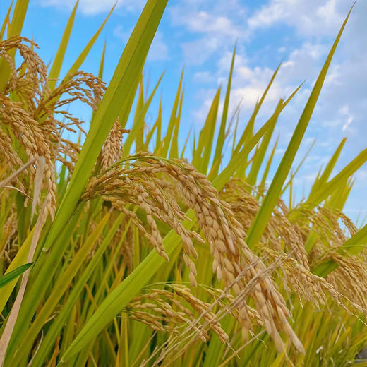 【严选】巨金米业虾稻香米  水乡虾稻江汉大米5kg/袋（厂家直发） 商品图7