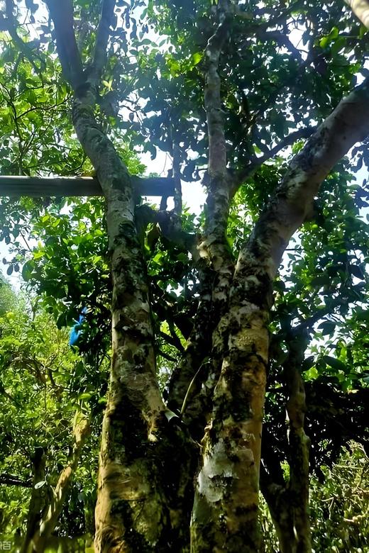 薄荷塘2026-1000克-晒青绿茶 商品图0