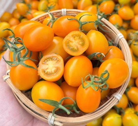 香芒皇后小柿子500g