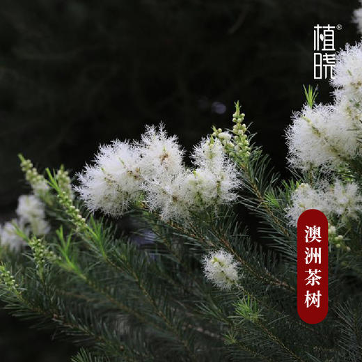 正安优选 植晓澳洲茶树精油5ml 商品图2