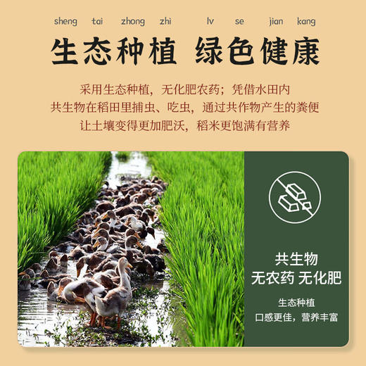 【严选】湖北监利名宇江汉大米高端香米 （原粮鄂香2号）5kg/袋（厂家直发） 商品图3