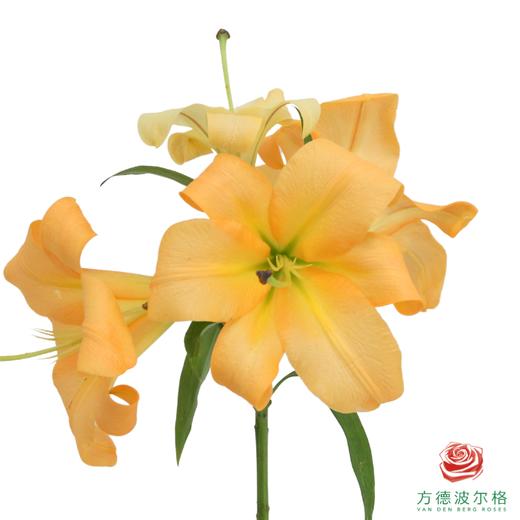 百合 橙衣军团三头 5枝一扎 商品图3