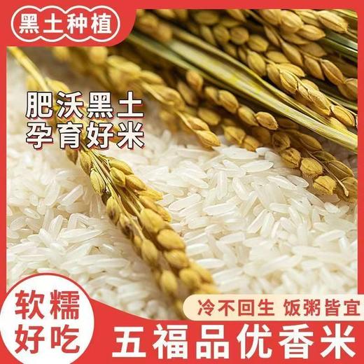 五常 寒育1981五福品优香米5kg/袋【FY】 商品图1