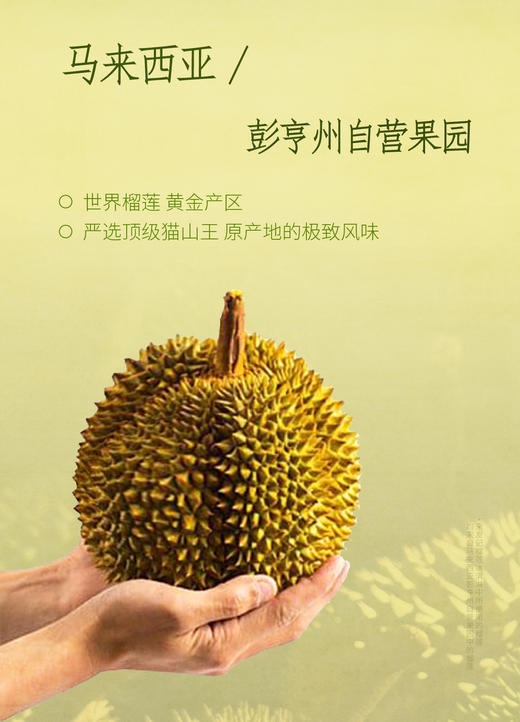 GH 来发记猫山王榴莲雪糕马来西亚冰淇淋进口高含量果肉冰激凌9支装 商品图1