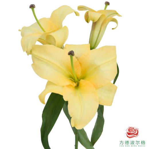 百合 橙衣军团三头 5枝一扎 商品图2