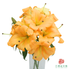 百合 橙衣军团三头 5枝一扎 商品缩略图0
