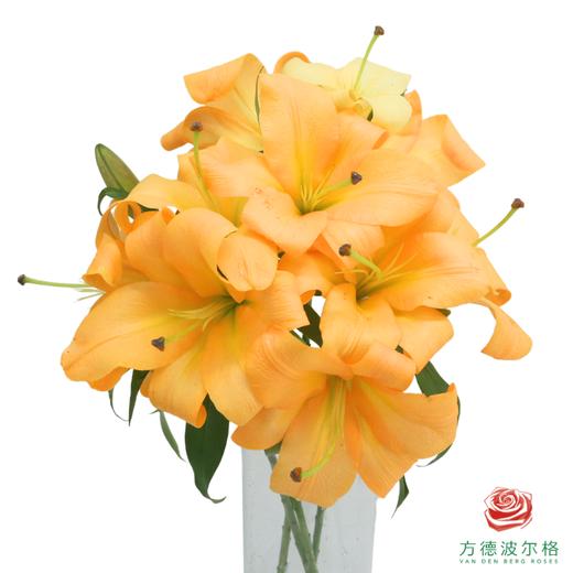 百合 橙衣军团三头 5枝一扎 商品图0