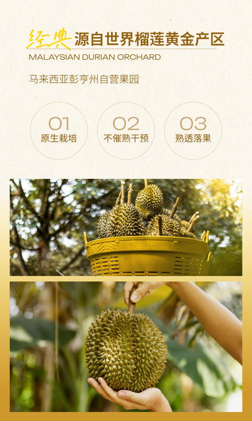 GH 来发记猫山王榴莲冰淇淋马来西亚进口冰激凌雪糕冰棍网红分享装5支装 商品图8