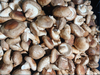 香菇2斤 商品缩略图0