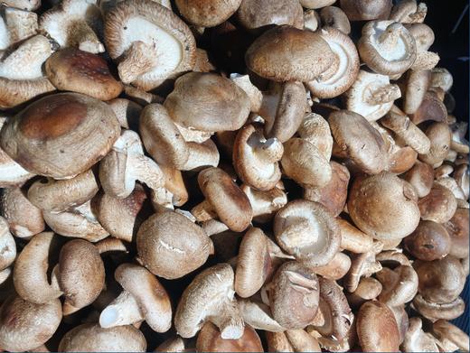 香菇2斤 商品图0