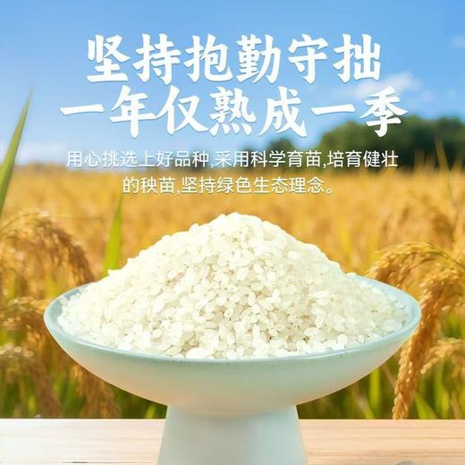 鲁常 东北纯正珍珠米5kg/袋【FY】 商品图5