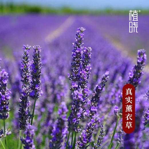 正安优选 植晓真实薰衣草精油5ml 商品图1