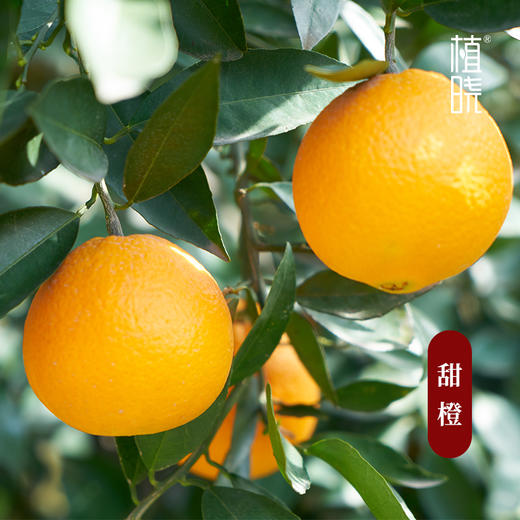 正安优选 植晓甜橙精油5ml 商品图2