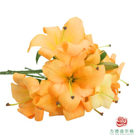 百合 橙衣军团三头 5枝一扎 商品图1