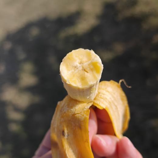 生态皇帝蕉 | 绿家自产 * Eco- King Banana | In-House Production 商品图3
