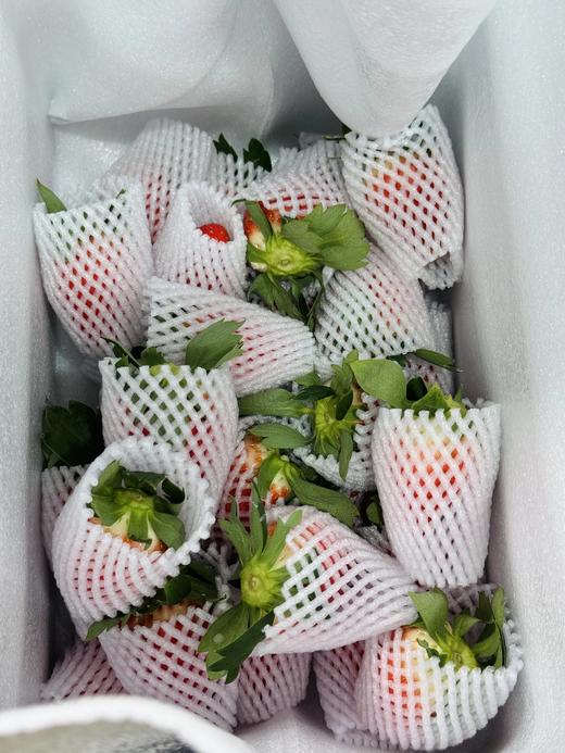 【丰莓1号】良好农业GAP认证草莓【BJ】（1450g，快递包邮到家） 商品图1