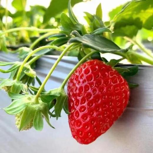 【丰莓1号】良好农业GAP认证草莓【BJ】（1450g，快递包邮到家） 商品图3
