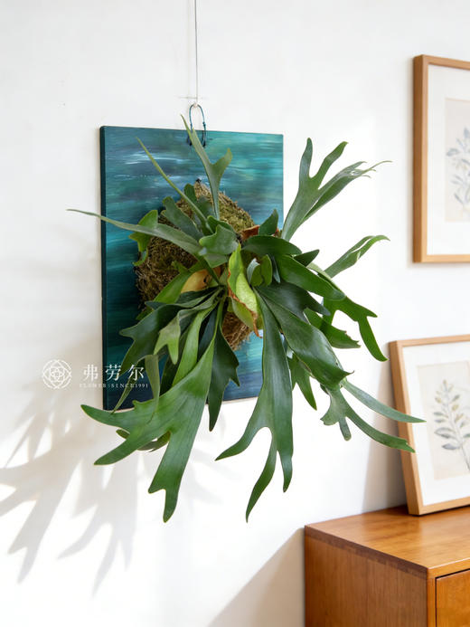 板植鹿角蕨 商品图1