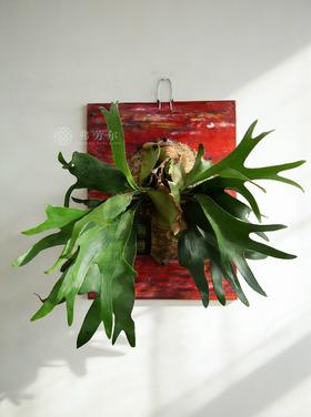 板植鹿角蕨