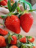 【丰莓1号】良好农业GAP认证草莓【BJ】（1450g，快递包邮到家） 商品缩略图2