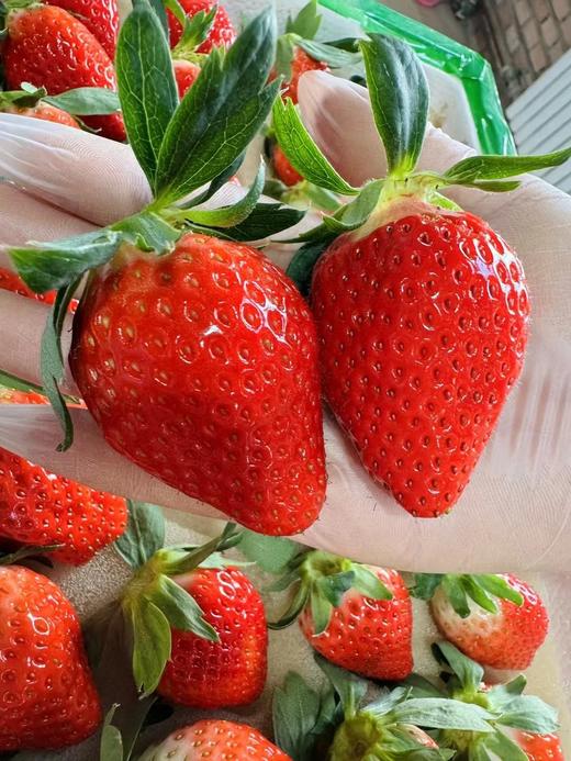 【丰莓1号】良好农业GAP认证草莓【BJ】（1450g，快递包邮到家） 商品图2