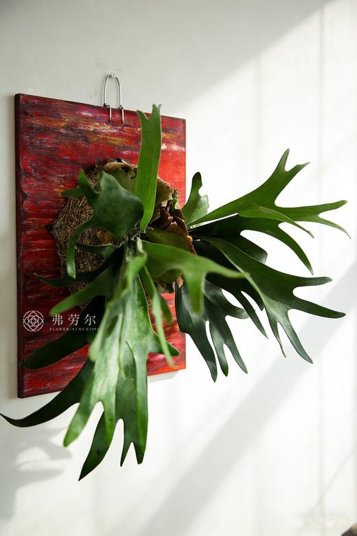 板植鹿角蕨 商品图2