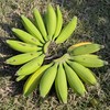 生态皇帝蕉 | 绿家自产 * Eco- King Banana | In-House Production 商品缩略图1