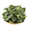 趴地菠菜 约250g-300g/份 买放心菜就上瑞和泰 商品缩略图0