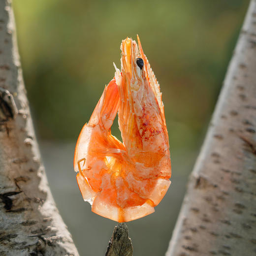 有机烤虾300g/盒*3  付款后24小时内产地直发全国配送（偏远地区除外） 商品图6